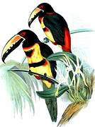 Collared Aracari