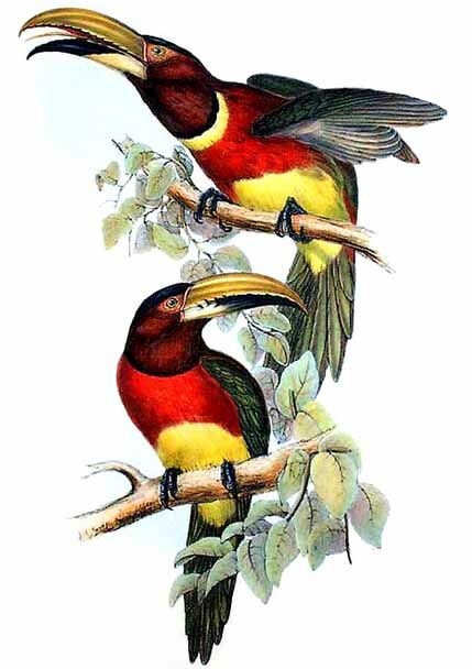 Red-necked Aracari