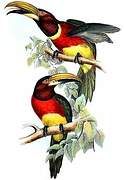 Red-necked Aracari