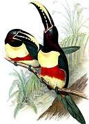 Chestnut-eared Aracari