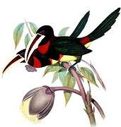 Ivory-billed Aracari