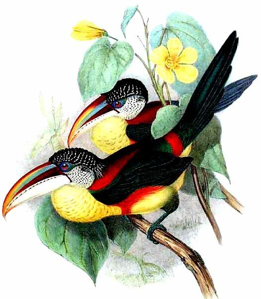 Curl-crested Aracari