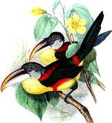 Curl-crested Aracari