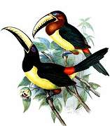 Lettered Aracari