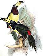 Lettered Aracari