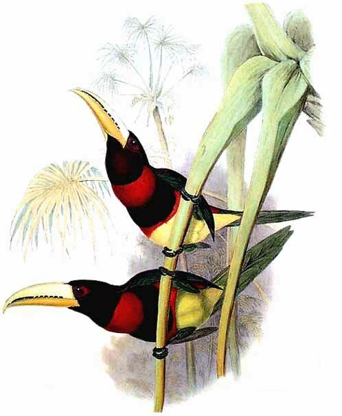 Brown-mandibled Aracari