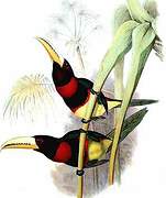 Brown-mandibled Aracari