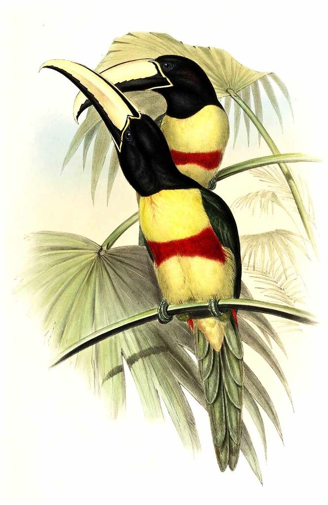 Black-necked Aracari