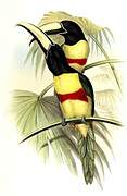 Black-necked Aracari