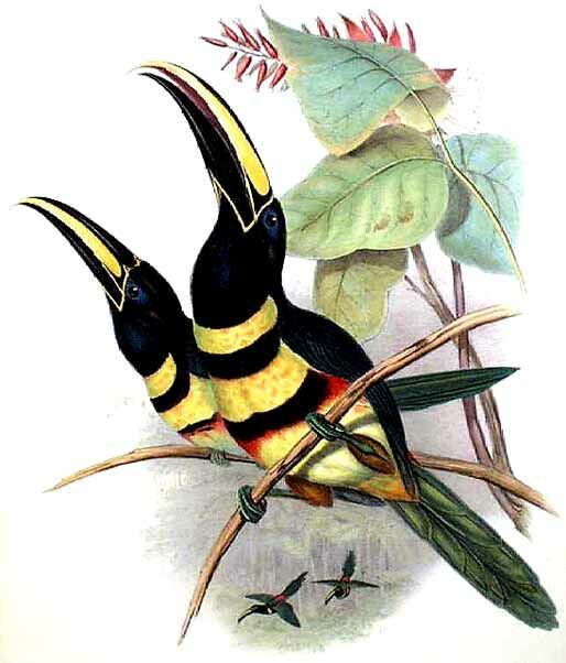 Many-banded Aracari