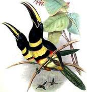 Many-banded Aracari