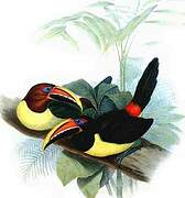 Green Aracari