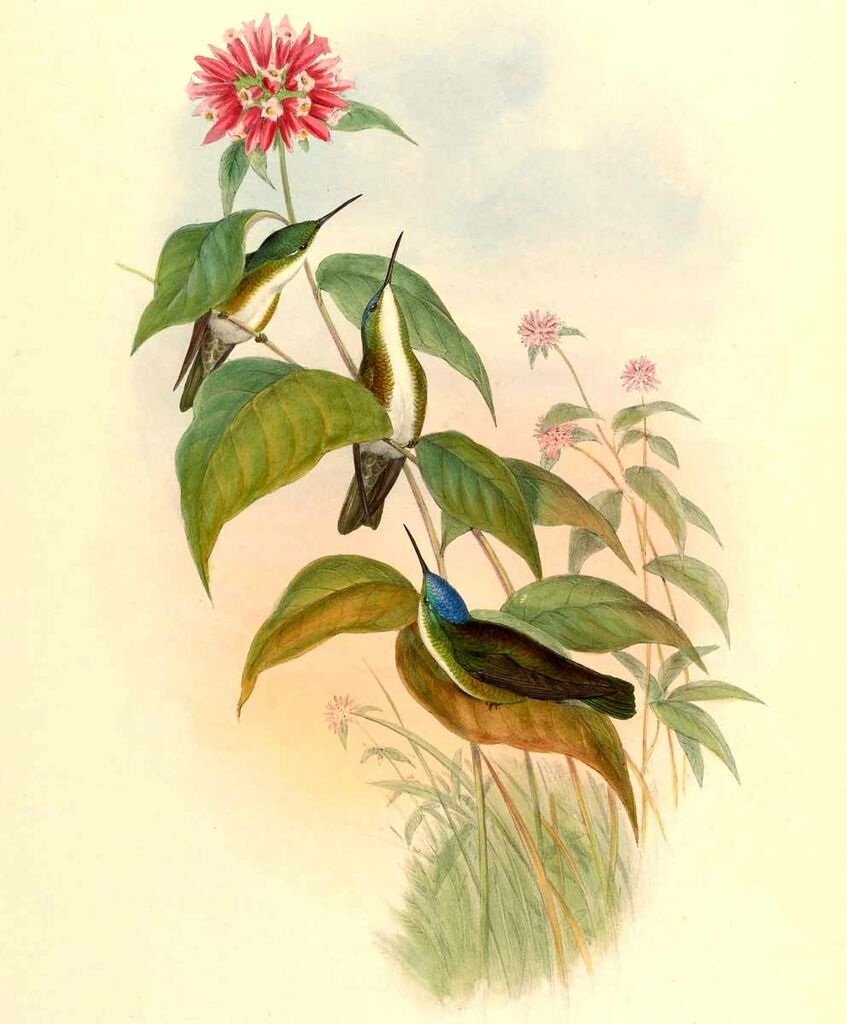 Azure-crowned Hummingbird