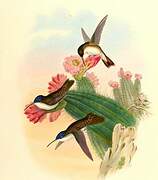 Violet-crowned Hummingbird