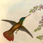 Green-fronted Hummingbird