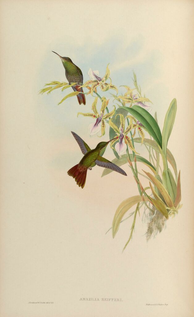 Rufous-tailed Hummingbird