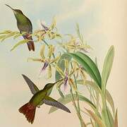 Rufous-tailed Hummingbird