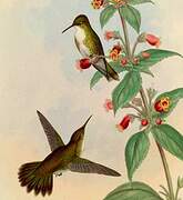 White-bellied Emerald