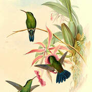 Steely-vented Hummingbird