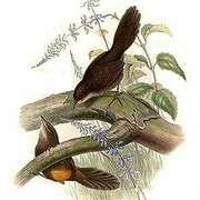 Rufous Scrubbird