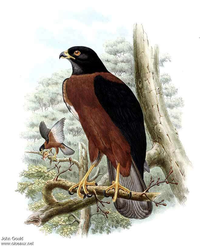 Black-mantled Goshawk