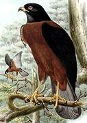 Black-mantled Goshawk