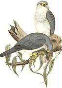 Grey Goshawk