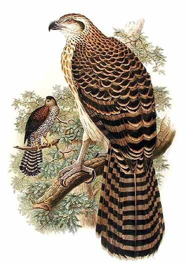 Doria's Goshawk