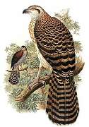 Doria's Goshawk