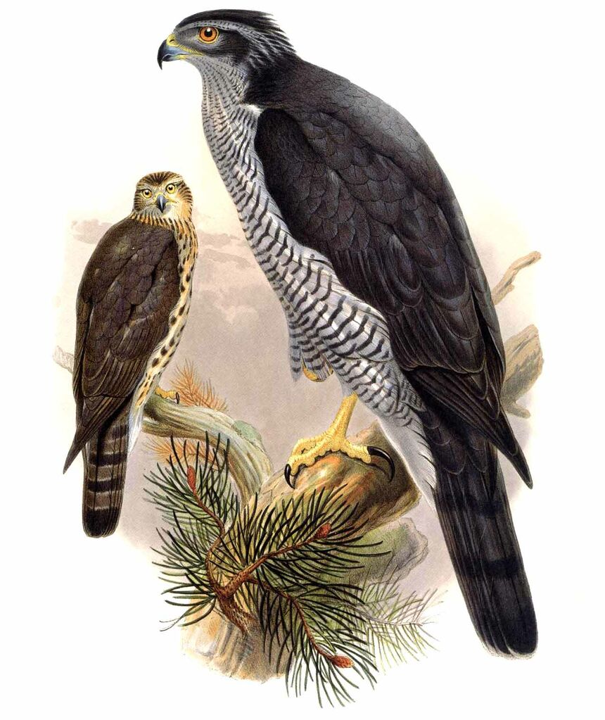 Eurasian Goshawk