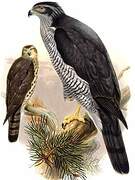 Eurasian Goshawk