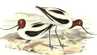 Avocette d'Australie