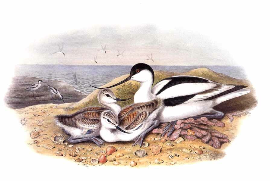 Avocette élégante