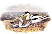 Avocette élégante