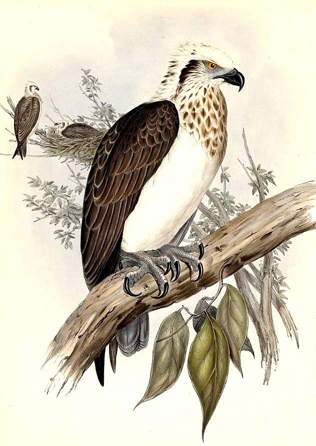 Osprey (cristatus)