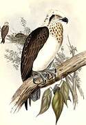 Osprey (cristatus)