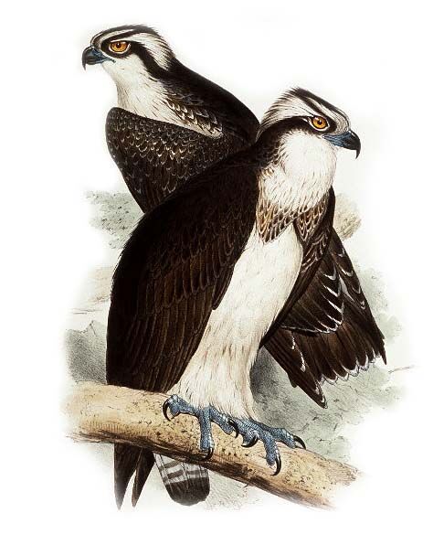 Western Osprey