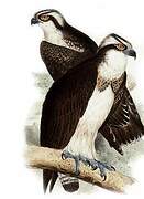 Western Osprey