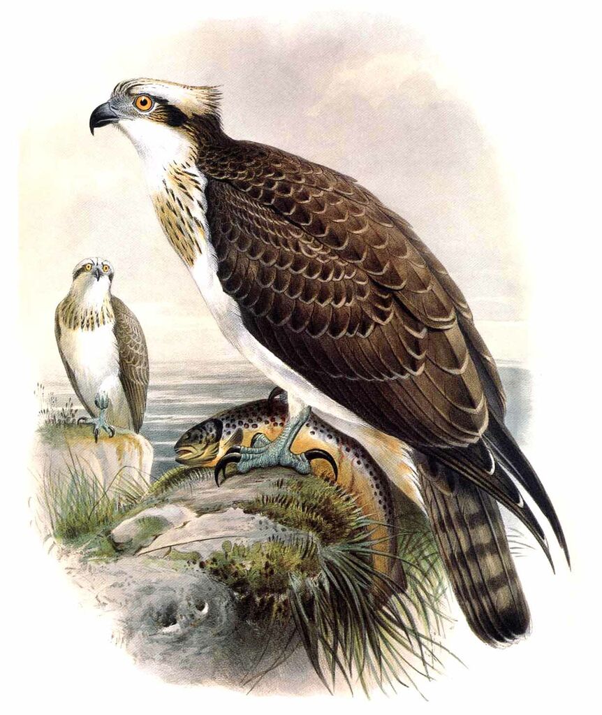 Western Osprey