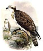 Western Osprey