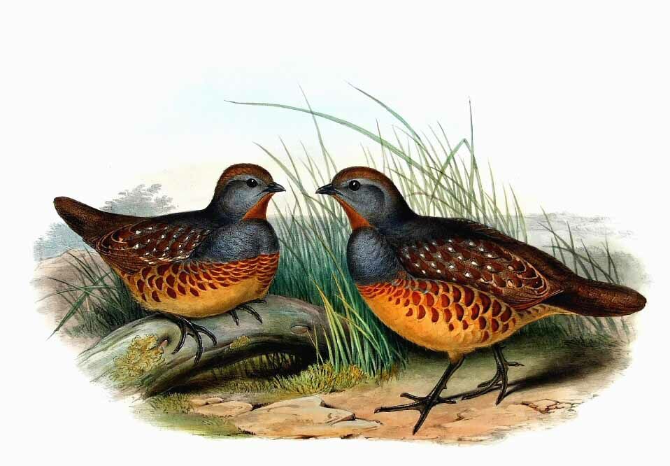 Chinese Bamboo Partridge