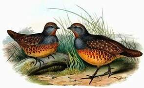 Chinese Bamboo Partridge