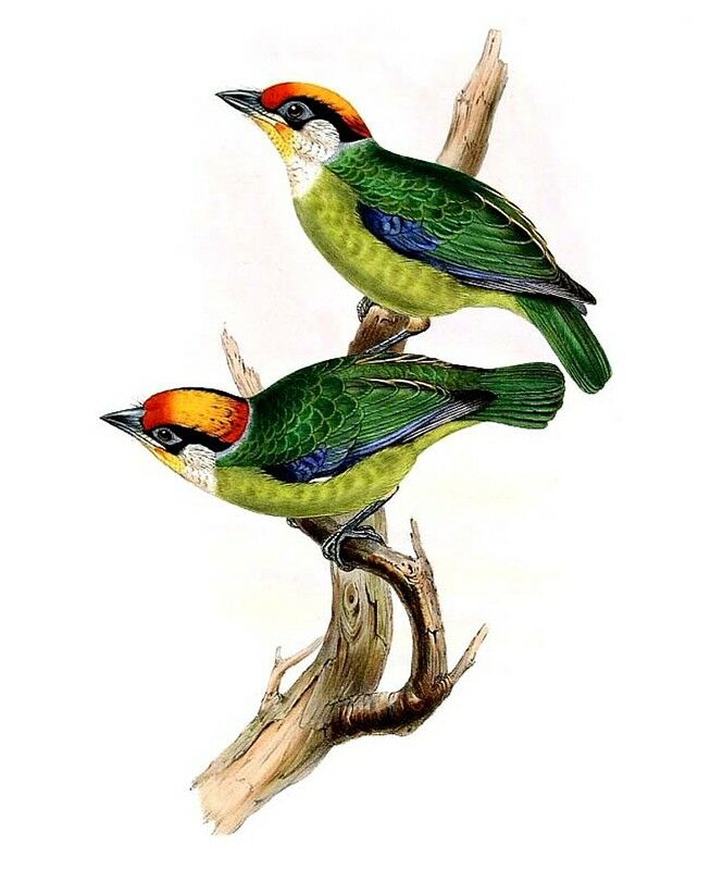 Golden-throated Barbet