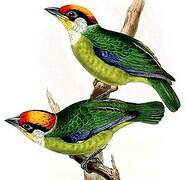 Golden-throated Barbet