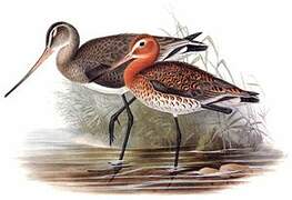 Black-tailed Godwit