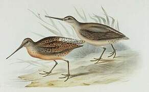 Bar-tailed Godwit