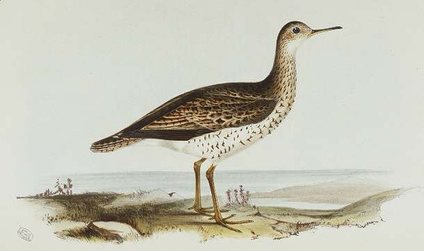 Upland Sandpiper