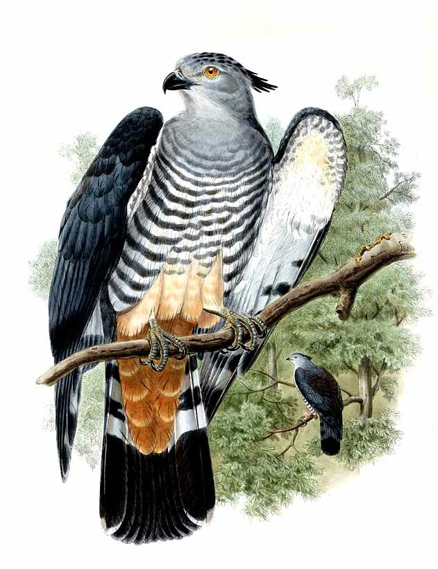 Pacific Baza