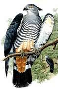 Pacific Baza