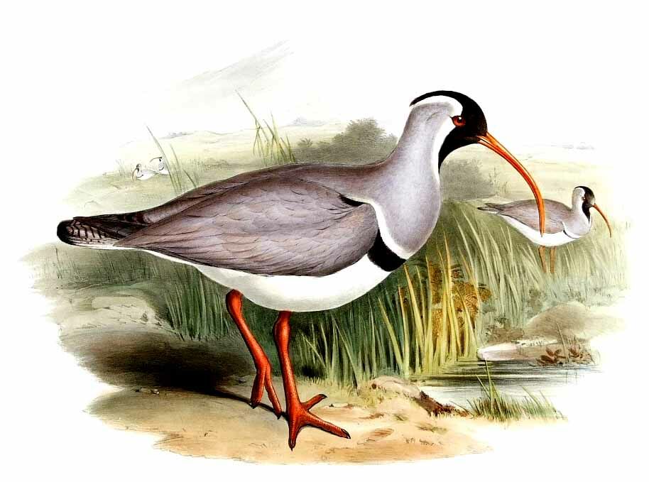 Ibisbill